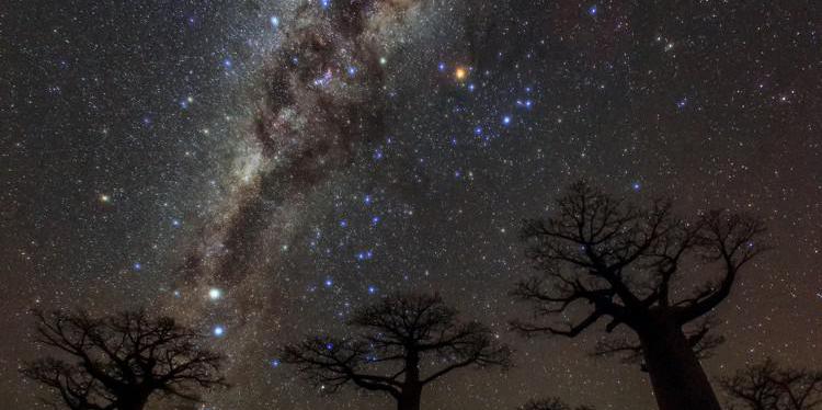 Over trees with thick trunks, the Milky Way, with several bright objects left and right, is bisected by a wide dark line.