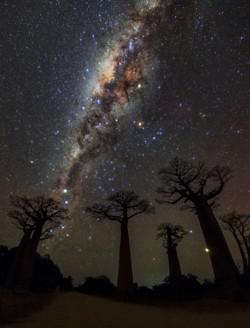 Die Milchstraße geteilt durch ein dunkles Band mit mehreren hellen Objekten links und rechts über Bäumen mit dicken Stämmen.