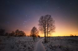 Un arbre face au ciel nocturne. Une lueur jaune se propageant depuis l'horizon écrase les étoiles dans la partie inférieure du ciel.