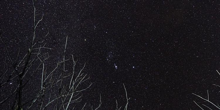 Through tree branches we see the hourglass shape of Orion.