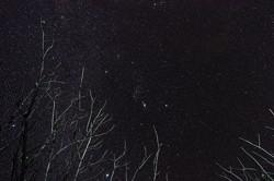 Through tree branches we see the hourglass shape of Orion.