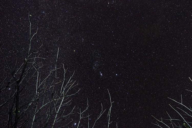 Through tree branches we see the hourglass shape of Orion.